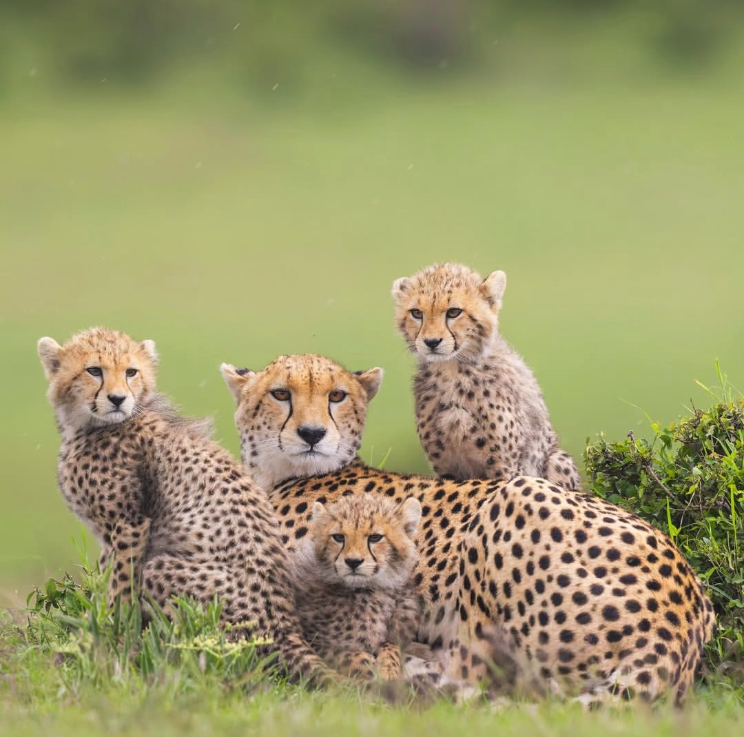 5-day Big Five Tanzania wildlife safari in Tarangire and Serengeti