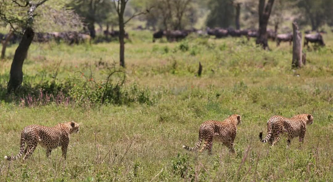 Cheetah on the Serengeti plains at golden hour