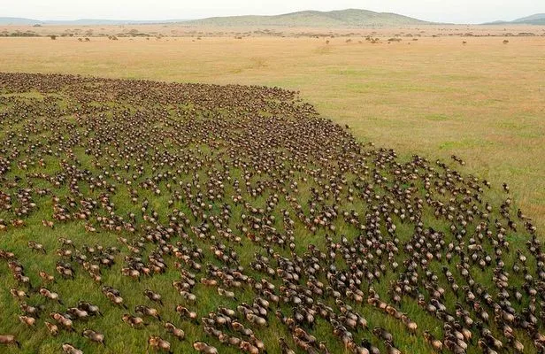 5-Day Ndutu Calving Season Safari
