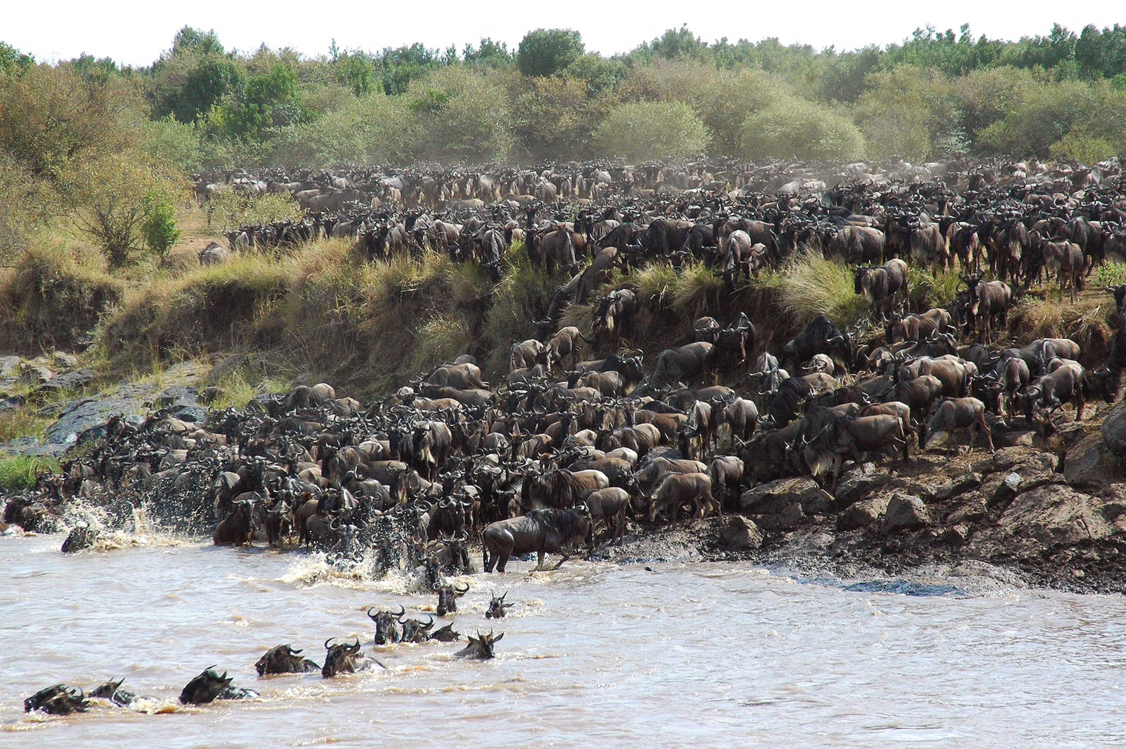 Wildebeest herds and predators on the Ndutu plains during the Great Migration