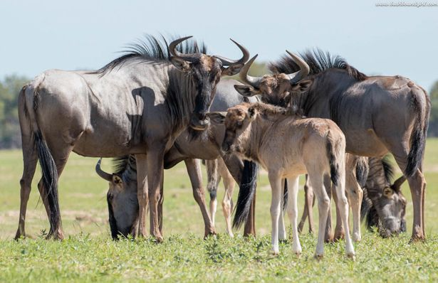 3-Day Mara River Crossing Safari