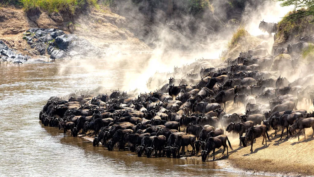 Great Migration Safaris