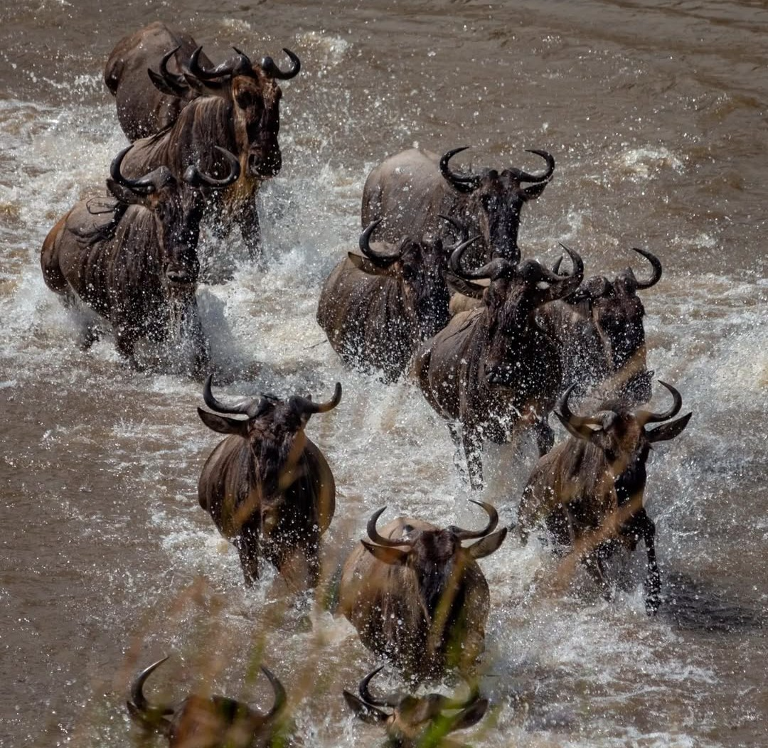 Wildebeest calving season in Ndutu Southern Serengeti Tanzania with predators