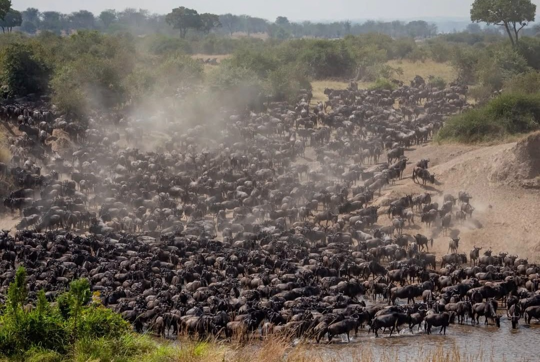 Guests clinking glasses at a Serengeti sundowner