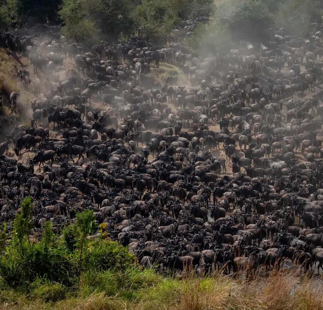 5-Day Ndutu Migration Safari