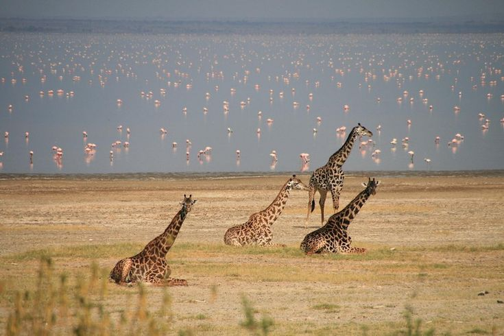 Lake Manyara National Park Day Trip – Lions and Flamingos