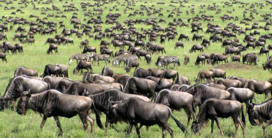 4-Day Tarangire Ngorongoro Ndutu Safari