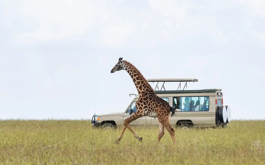 Tarangire Ngorongoro Manyara