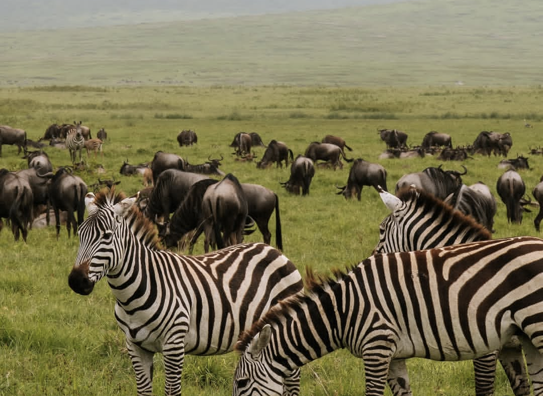 7-day luxury calving season safari