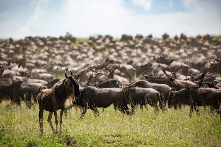 Great Migration Safaris