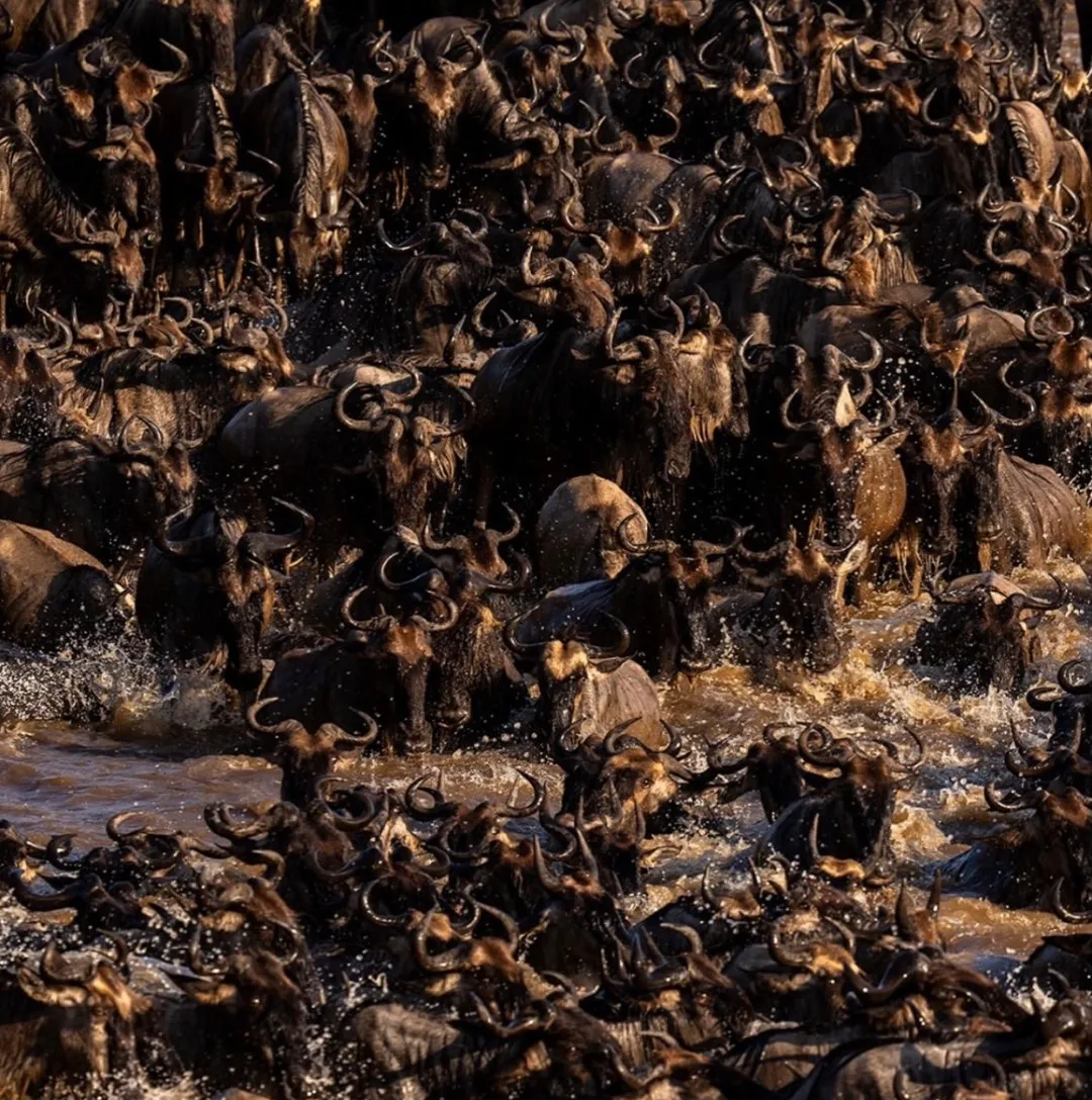 Serengeti plains wildebeest at golden hour