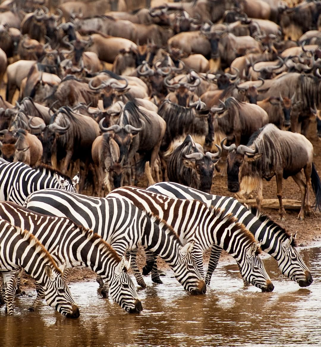 Serengeti migration safari - wildebeest crossing