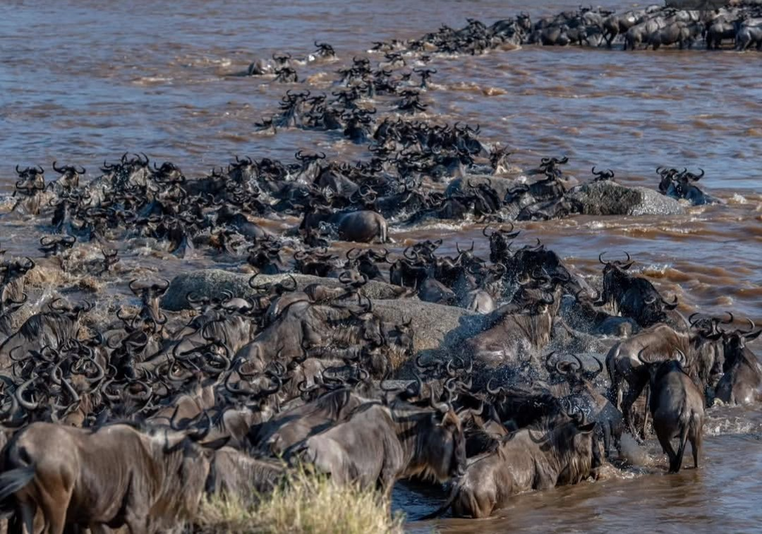 Serengeti elephant herd