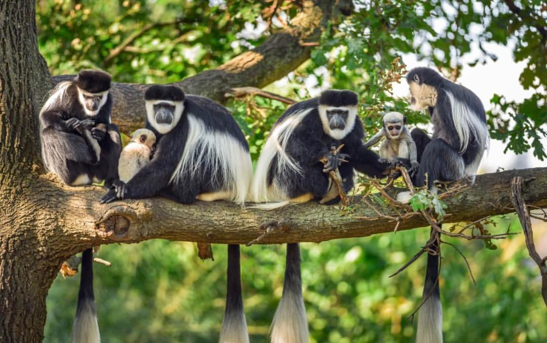 Black-and-white colobus monkey in Arusha National Park