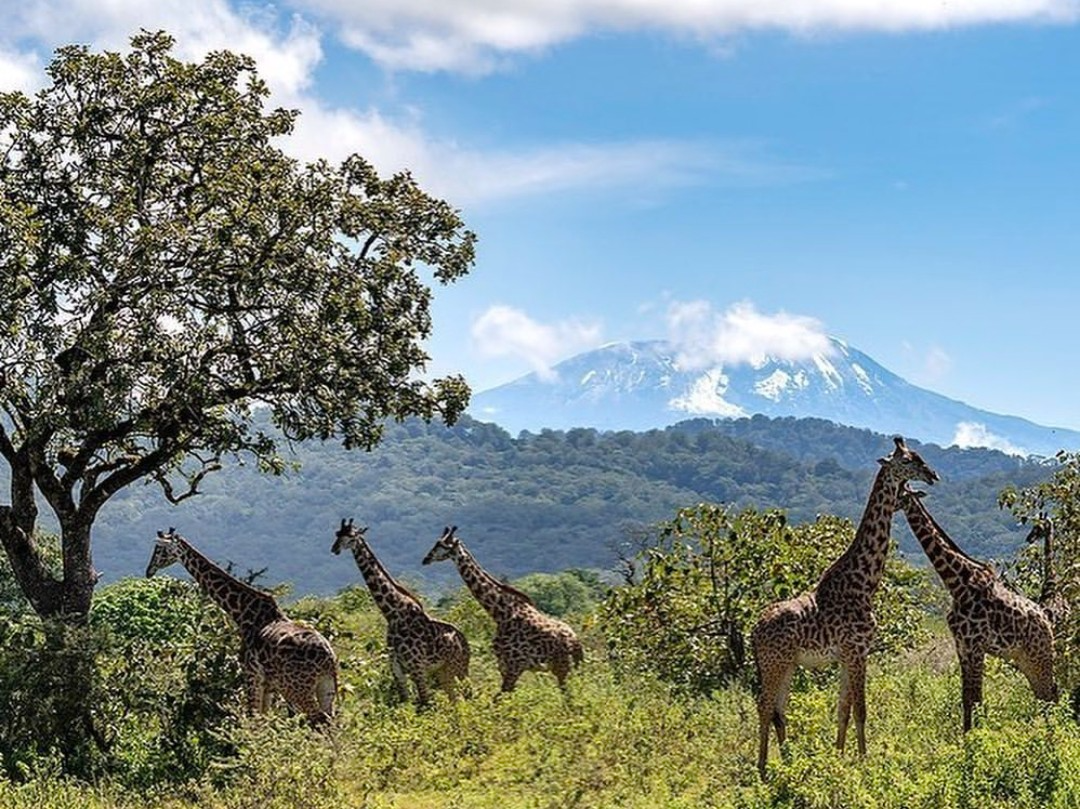 Mount Meru trek in Arusha National Park
