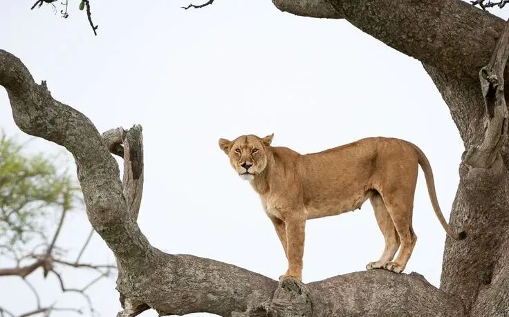 Tree-climbing lions resting on acacia branches in Lake Manyara