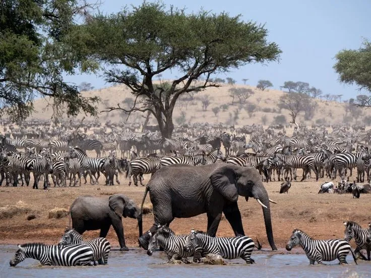 Tarangire National Park landscape with baobab trees and elephants