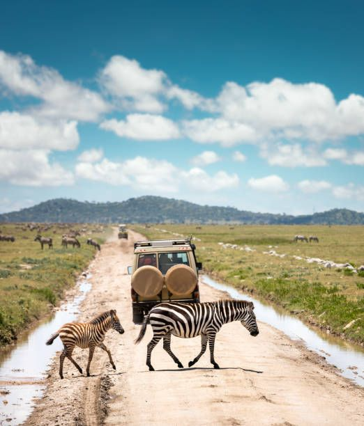 Calving Season Safari Serengeti