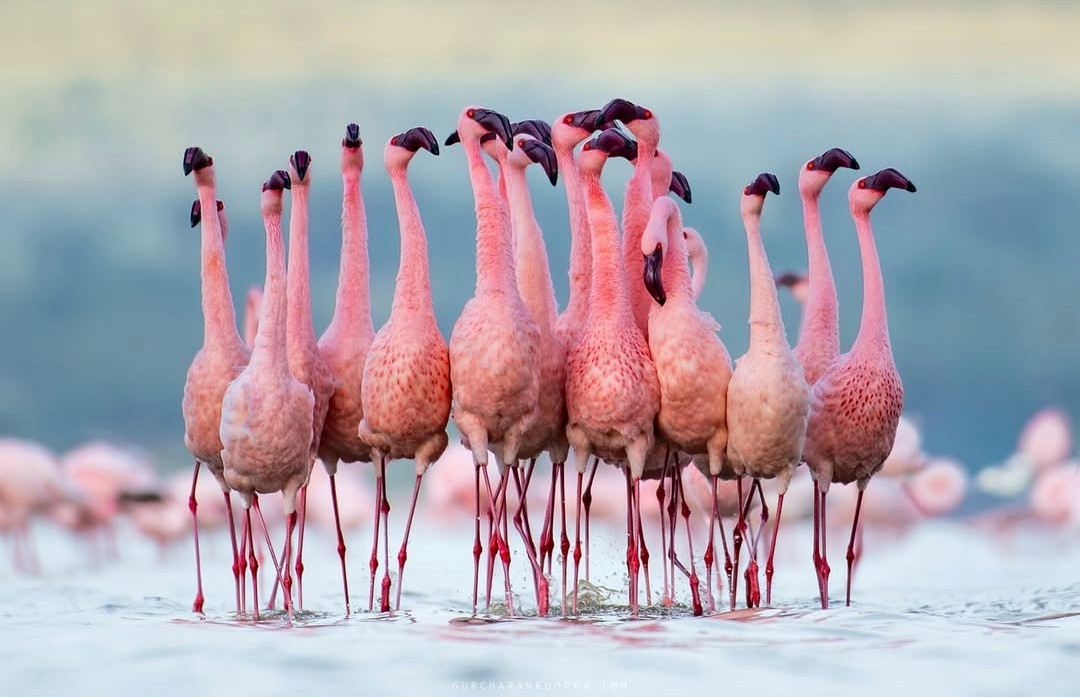 4 Days Serengeti & Ngorongoro Safari