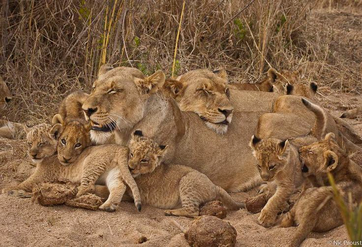 Guests clinking glasses at a Serengeti sundowner