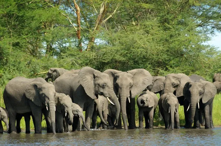 Tarangire National Park Day Trip
