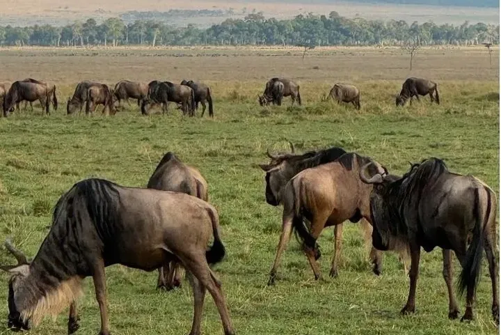 Guests clinking glasses at a Serengeti sundowner